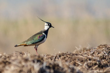 Northern Lapwing (Vanellus vanellus) side portrait in the grass.  Peewit in natural habitat