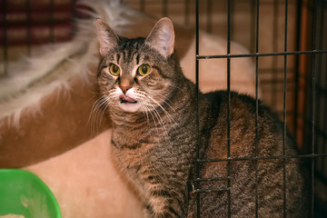 tabby cat in a cage in a shelter