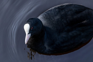 Blässhuhn Model mit rotem Blick