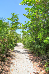 Fototapeta na wymiar Nature trail through a coastal hammock in Caspersen Beach Park in Vencie Florida on the southwest Gulf Coast of Florida