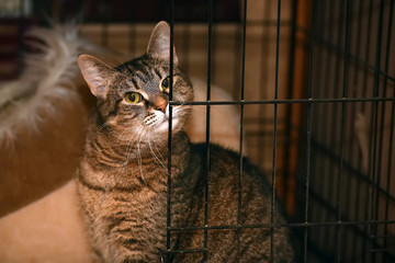 tabby cat in a cage in a shelter