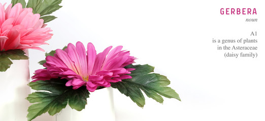 Pink gerbera flowers in a small white vase isolated on white background
