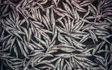 sardines are dried on a net in a Bay on an island in Vietnam