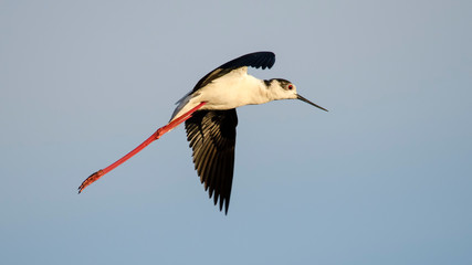 Black-Winged Stilt long leged water bird flying (in flight) against clear blue sky in the background
