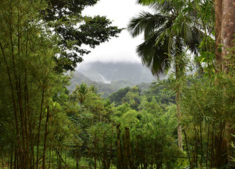 Obraz premium View of a jungle forest with fog