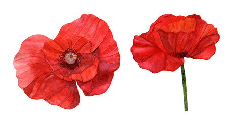 A watercolor illustration of a red poppy bud from two angles on a white background