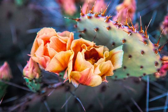 Blooming Prickly Pear Cactus in the desert