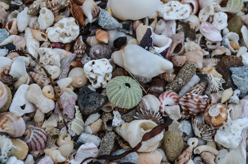 shells on the beach