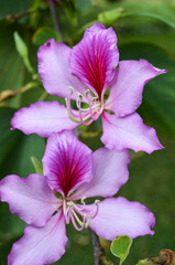 pink and purple flowers