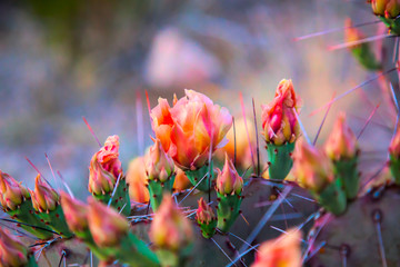 Blooming Prickly Pear Cactus in the desert