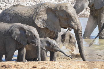 Elepahants taking a bath