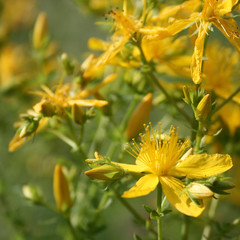 zvirobiy hypericum