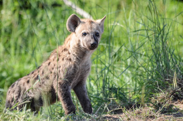 hyena in the grass