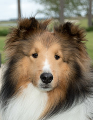 Portrait of a dog: close up of the friendly face of a pure breed adult Shetland Sheedog (sheltie)