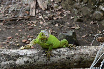 Iguana perched on a tree trunk