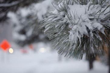 snow covered pine tree