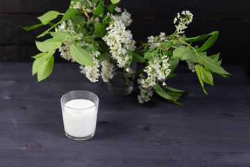 Glass of sour milk and bird cherry branches on black wooden background