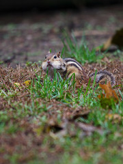Chipmunk in the grass