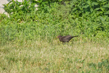 Little black bird with a worm in its beak. Mother bird brings food to her chick