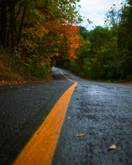 road in autumn forest