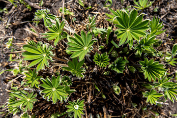 Green beautiful wild Cup plant, which holds water drop.