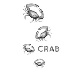 Aquarelle painting of crab sketch art illustration