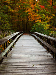 wooden bridge in the fall forest