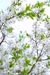 Beautiful floral spring abstract background of nature. Branches of blossoming apricot macro with soft focus on gentle light blue sky background.