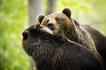 Interaction between male and female brown bear, ursus arctos, during courting. Couple of mammals with fur in mating season standing close together and looking at each other.