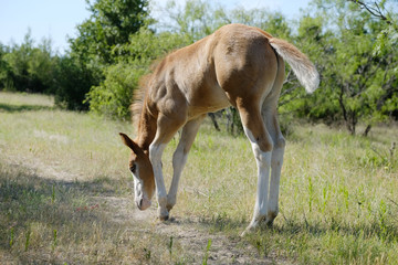 Baby horse shows foal in grass during summer close up.