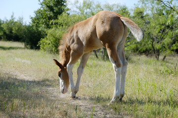 Naklejka na ściany i meble Baby horse shows foal in grass during summer close up.