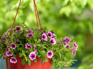 beautiful bouquet of sulfinia hanging in a pot on the street