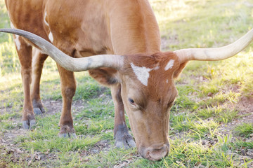 Texas longhorn cow grazing at sunset closeup.