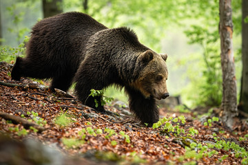 Fototapeta premium Strong brown bear, ursus arctos, walking in forest in summer nature, Slovakia, Europe. Majestic wild animal going with leg stretched forward on hillside between trees.
