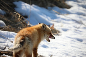 red fox in snow