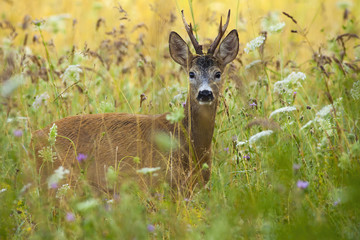 Alert roe deer, capreolus capreolus, back standing in tall grass with wildflowers and looking into...