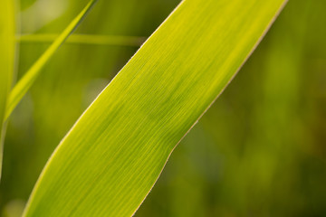 close up of green leaf