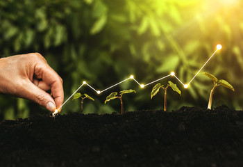 Hand planting seedling growing step in garden with sunshine. Concept of business growth, profit, development and success. - obrazy, fototapety, plakaty