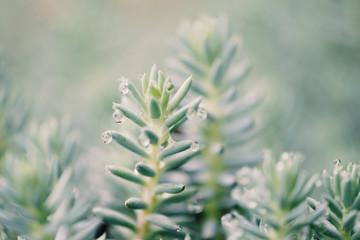 Green succulent plant close up shows water droplets on leaves with blurred background, rain in spring concept.