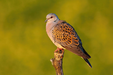European turtle dove, streptopelia turtur, sitting perched on branch with blurred yellow background in summer at sunset. Side view of bird with grey and brown patterned feathers in nature.