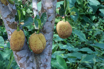 Jackfruit hanging on tree in the garden