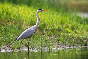 Fototapeta premium Alert grey heron, ardea cinerea, walking in water on riverside with green grass in summer. Attentive bird with long legs, orange beak and feathers wading in swamp.