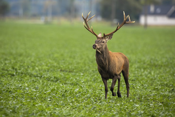 Naklejka na ściany i meble Red deer, cervus elaphus, stag running on agricultural field with village in background. Wild animal near hose approaching on green farmland from front.