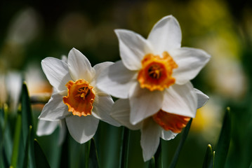 Daffodils on a spring day