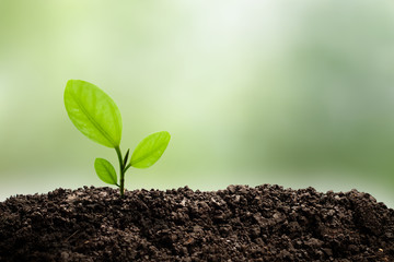Green small tree growing in the sunlight in nature with natural green background. Abstract concept.