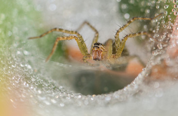 Agelenopsis, commonly known as the American grass spiders, is genus of funnel weavers first described by C. G. Giebel in 1869.[1] They weave sheet webs that have a funnel shelter on one edge. The web 