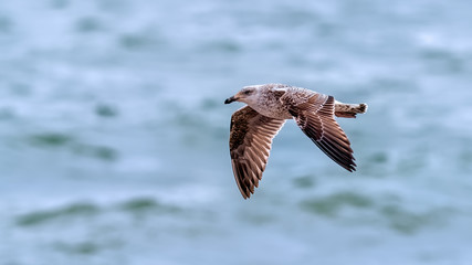Great black backed gull 2cy flying over the ocean with soft sunlight in his feathers