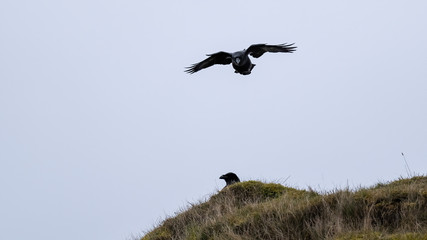 Two ravens near their nest, one on a grassy cliff top and the other flying in the sky above