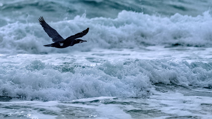 Cormorant flying low over crashing surf near the shore