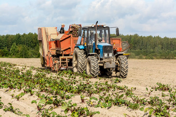 Fototapeta premium Mechanized harvesting red beets on an agricultural field.